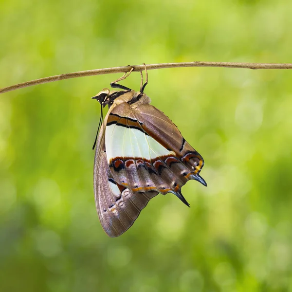 Mariposa Común Nawab Polyura Athamas Emergió Crisálida Metamorfosis Crecimiento Colgando — Foto de Stock