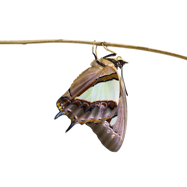 Isolated Common Nawab Butterfly Polyura Athamas Emerged Chrysalis Metamorphosis Growth — Stock Photo, Image