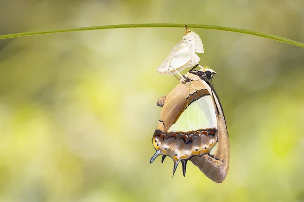 Często Nawab Motyl Zdjęcie Polyura Boecji Pojawiły Się Chrysalis Metamorfoza — Zdjęcie stockowe