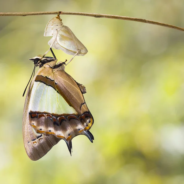 Gemeenschappelijke Nawab Vlinder Polyura Athamas Voortgekomen Uit Chrysalis Metamorfose Groei — Stockfoto