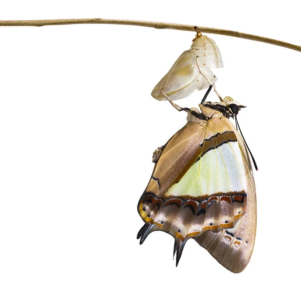 Isolated Common Nawab Butterfly Polyura Athamas Emerged Chrysalis Metamorphosis Hanging — Stock Photo, Image