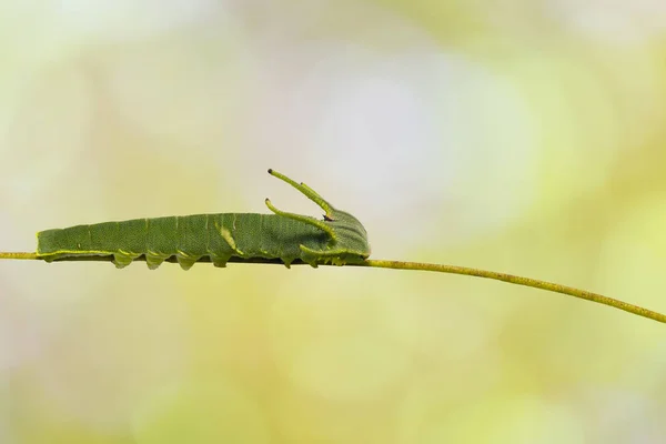 Caterpillar Közös Orsolya Pillangó Polyura Athamas Szakaszban Séta Befogadó Növény — Stock Fotó