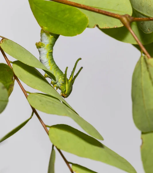 Firma Caterpillar Wspólne Nawab Motyla Zdjęcie Polyura Boecji Etapie Chodzenia — Zdjęcie stockowe