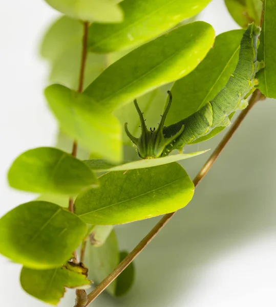 Caterpillar Обыкновенной Бабочки Наваб Polyura Athlus Стадии Прогулки Листьям Растения — стоковое фото