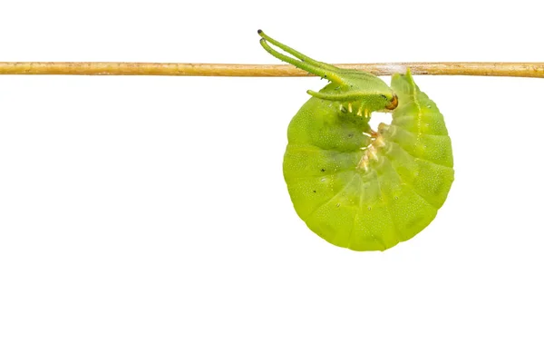一般的な太守蝶 Polyura マグネース クリッピング パスと枝に掛かっているの分離最新齢幼虫 — ストック写真