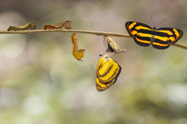 Transformatie Van Gemeenschappelijke Lascar Vlinder Pantoporia Hordonia Van Caterpillar Chrysalis — Stockfoto