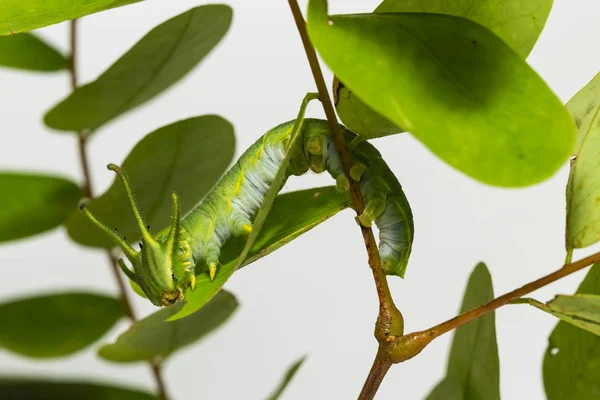 Oruga Mariposa Común Nawab Polyura Athamas Etapa Caminando Sobre Hoja — Foto de Stock