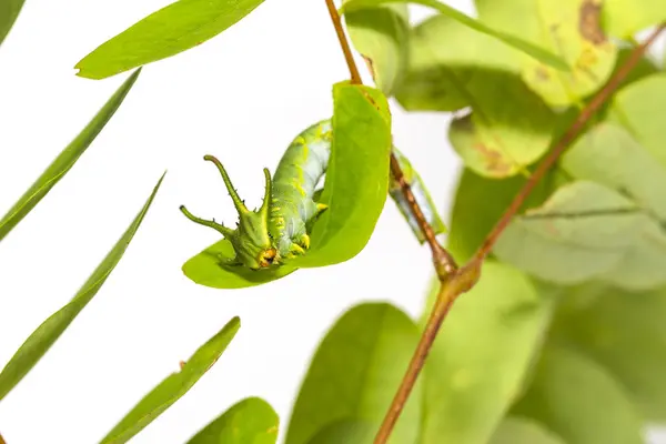 一般的な太守蝶 Polyura マグネース ホスト植物の葉の上を歩く第 ステージでの冬虫夏草 — ストック写真