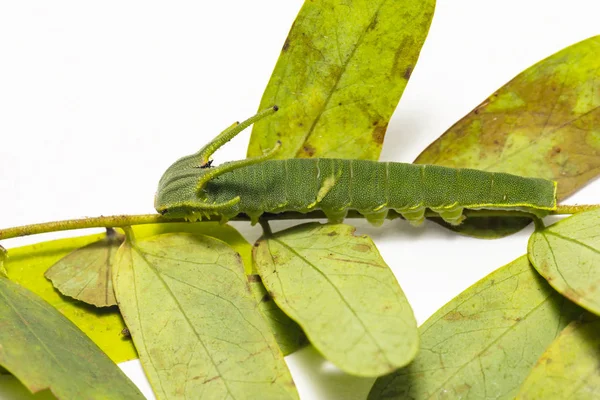 一般的な太守蝶 Polyura マグネース ホスト植物の葉の上を歩く第 ステージでの冬虫夏草 — ストック写真