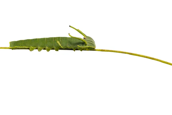 第五期常见 Nawab Polyura Athamas 的分离毛虫在寄主植物树枝上行走修剪路径 — 图库照片