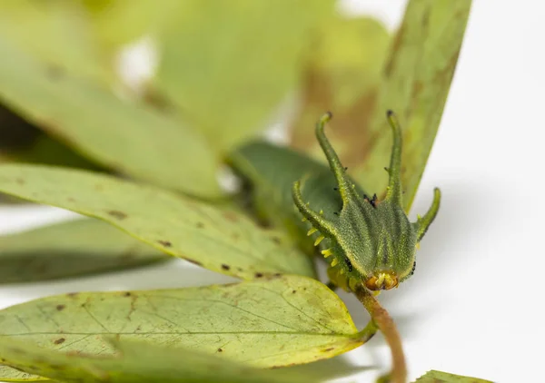 第五期常见 Nawab Polyura Athamas 在寄主植物叶片上行走的毛虫 — 图库照片