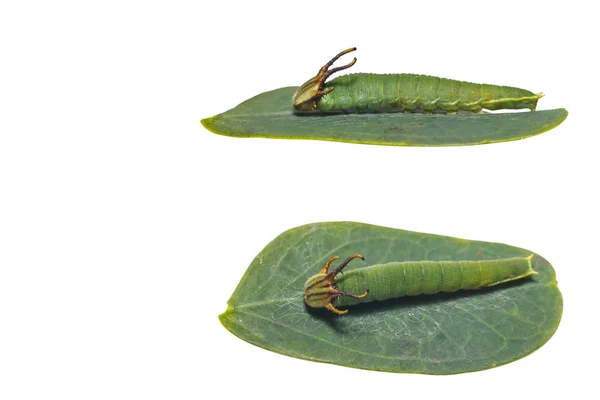 Nawab Polyura マグネース 医院第 のステージは クリッピング パスとホスト植物の葉の上に共通の分離の毛虫 — ストック写真