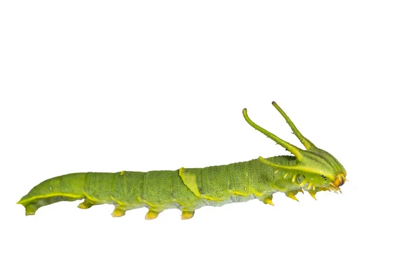 Białym Tle Caterpillar Często Nawab Motyl Zdjęcie Polyura Boecji Etapie — Zdjęcie stockowe