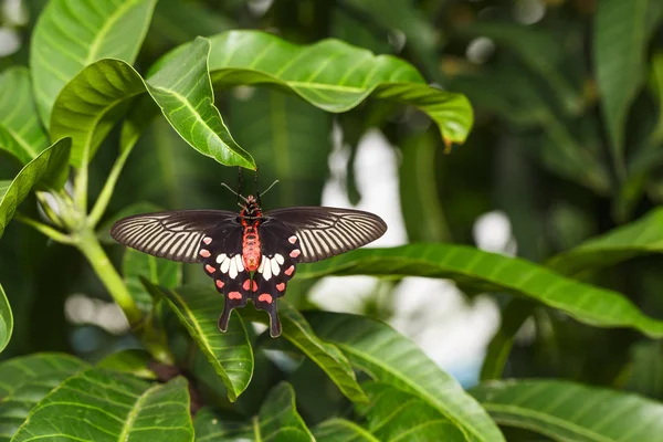 Brzuch Często Motyl Rose Pachliopta Aristolochiae Wiszące Zielony Liść Bliska — Zdjęcie stockowe