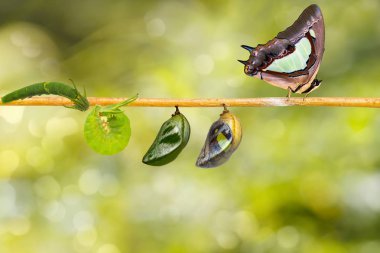 Dönüşüm ve ortak bahadır kelebek (Polyura athamas) caterpillar chrysalis asılı dal, metamorfoz, büyüme üzerinde gelen yaşam döngüsü