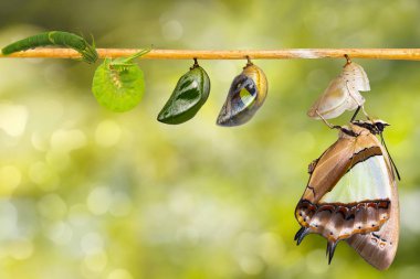 Dönüşüm ve ortak bahadır kelebek (Polyura athamas) caterpillar chrysalis asılı dal, metamorfoz, büyüme üzerinde gelen yaşam döngüsü