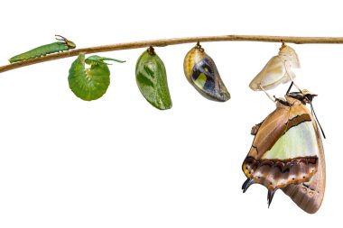 İzole dönüştürme ve ortak bahadır kelebek (Polyura athamas) yaşam döngüsünün tırtıl, dal, metamorfoz, büyüme üzerinde asılı chrysalis gelen) kırpma yoluyla