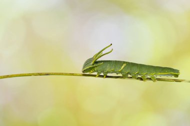 Caterpillar ortak bahadır kelebek (Polyura athamas) ana bilgisayar bitki dal üzerinde yürüme 5 aşamada