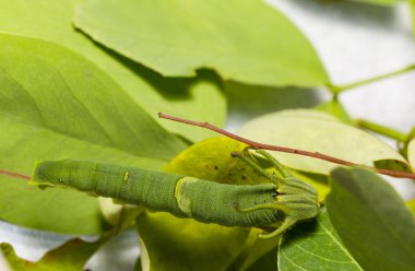 Caterpillar ortak bahadır kelebek (Polyura athamas) ana bilgisayar bitki yaprak üzerinde yürüme 5 aşamada