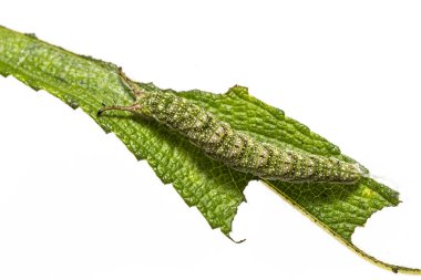 Tabby kelebek (Pseudergolis wedah) Caterpillar kadar yakın onun ana bitki yaprak, boynuz, kamuflaj