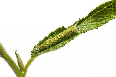 Tabby kelebek (Pseudergolis wedah) Caterpillar kadar yakın onun ana bitki yaprak, boynuz, kamuflaj