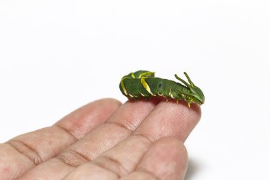 5 beyaz arka plan ile insan parmağı sahnede ortak bahadır kelebek (Polyura athamas) Caterpillar