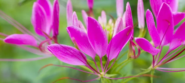 Flor Araña Rosada Cleome Spinosa Primer Plano Con Hoja Verde —  Fotos de Stock