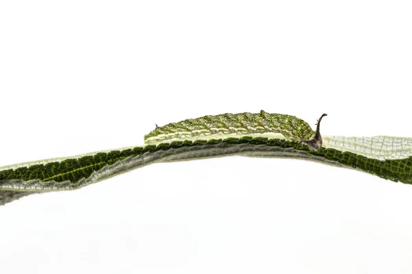 Close Caterpillar Tabby Butterfly Pseudergolis Wedah Its Host Plant Leaf — стоковое фото