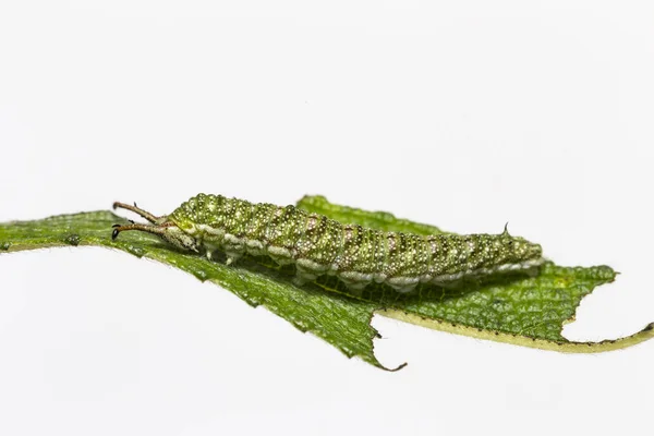 Großaufnahme Raupe Des Tabby Schmetterlings Pseudergolis Wedah Auf Seinem Wirtspflanzenblatt — Stockfoto