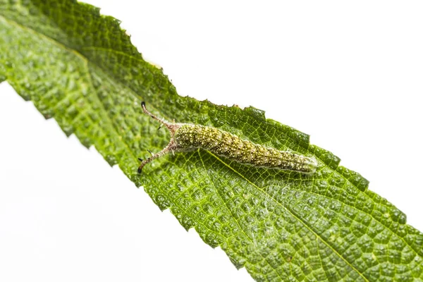 在寄主植物叶 伪装上关闭 Pseudergolis 的毛虫 Wedah — 图库照片