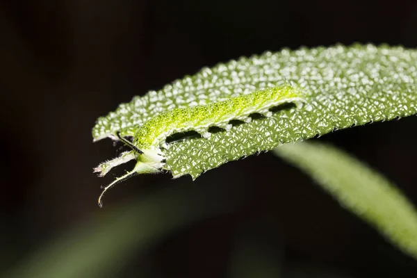 Close Caterpillar Tabby Butterfly Pseudergolis Wedah Its Host Plant Leaf — стоковое фото