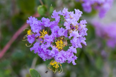 Mor krep myrtle çiçek (lagerstroemia) sarı polen ile kapatmak