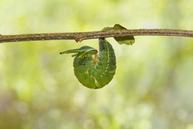 En son dal, ejderha başlı asılı caterpillar ortak bahadır kelebek (Polyura athamas) biçim