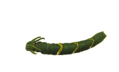 5 beyaz kırpma yolu ile sahnede ortak bahadır kelebek (Polyura athamas) izole tırtıl