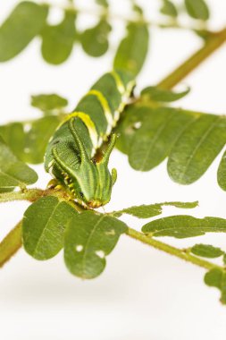 Caterpillar ortak bahadır kelebek (Polyura athamas) ana bilgisayar bitki yaprak üzerinde yürüme 5 aşamada