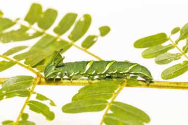 Caterpillar ortak bahadır kelebek (Polyura athamas) ana bilgisayar bitki yaprak üzerinde yürüme 5 aşamada