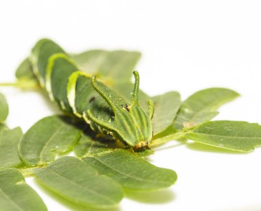 Caterpillar ortak bahadır kelebek (Polyura athamas) ana bilgisayar bitki yaprak üzerinde yürüme 5 aşamada
