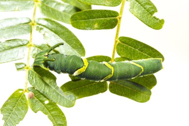Caterpillar ortak bahadır kelebek (Polyura athamas) 5 aşamada ana bitki yaprağı, ejderha başlı yürüyüş