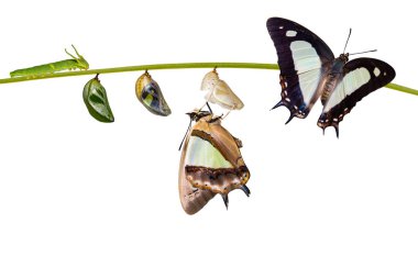 Yalıtılmış Dönüştürme ve ortak bahadır kelebek (Polyura athamas) caterpillar chrysalis asılı dal, metamorfoz, büyüme kırpma yoluyla gelen yaşam döngüsü