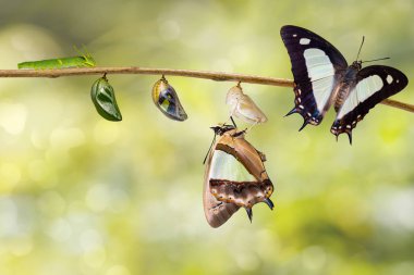 Dönüşüm ve ortak bahadır kelebek (Polyura athamas) caterpillar chrysalis asılı dal, metamorfoz, büyüme üzerinde gelen yaşam döngüsü