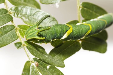 Caterpillar ortak bahadır kelebek (Polyura athamas) 5 aşamada ana bitki yaprağı, ejderha başlı yürüyüş