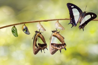 Dönüşüm ve ortak bahadır kelebek (Polyura athamas) caterpillar chrysalis asılı dal, metamorfoz, büyüme üzerinde gelen yaşam döngüsü