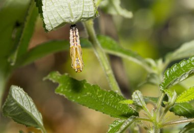 Pupa veya chrysalis ana bitki üzerinde dinlenme sarı coster kelebek (Acraea issoria)