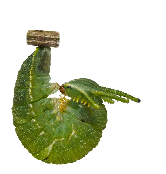 Isolierte Reife Raupe Des Nawab Schmetterlings Polyura Athamas Der Einem — Stockfoto