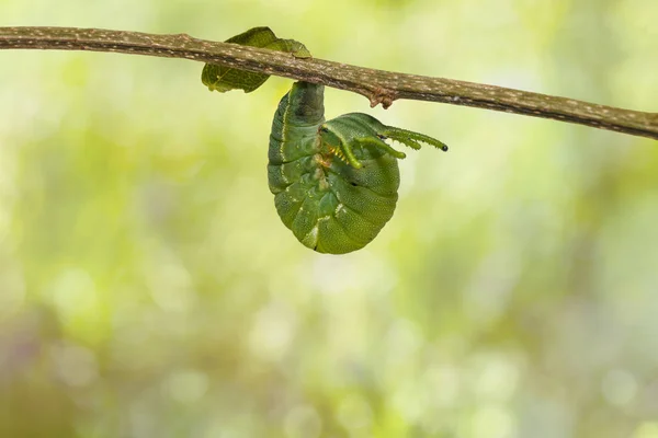 Зрелая Гусеница Обыкновенной Навабской Бабочки Polyura Athamas Висящая Веточке Голова — стоковое фото