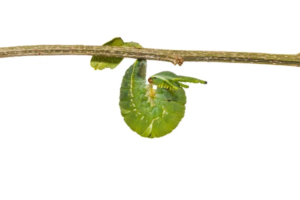 一般的な太守蝶 Polyura マグネース クリッピング パスと枝に掛かっているの分離最新齢幼虫 — ストック写真