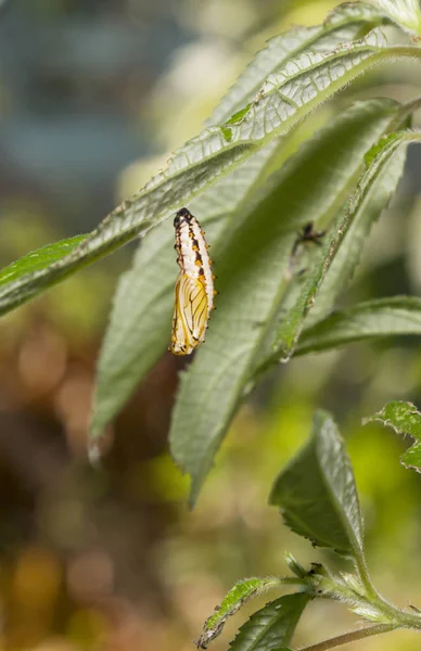 Pupa Crisalide Farfalla Gialla Costosa Acraea Issoria Appoggiata Sulla Pianta — Foto Stock