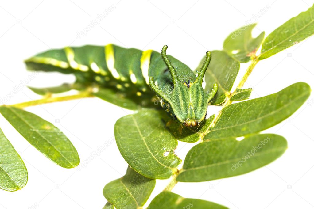 Caterpillar of common nawab butterfly ( Polyura athamas ) in 5th stage walking on host plant leaf , dragon head