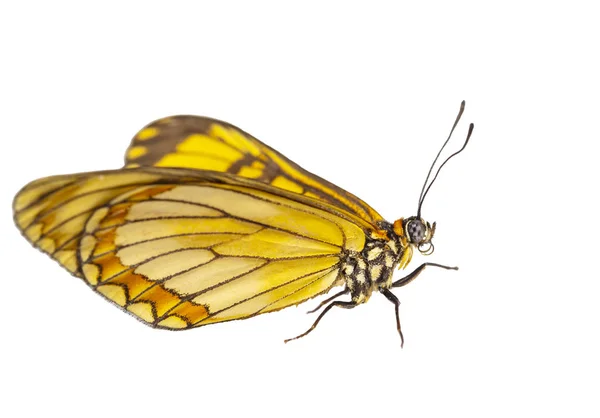 Izolované Skrýt Pohled Motýl Žlutý Coster Acraea Issoria Ořezovou Cestou — Stock fotografie