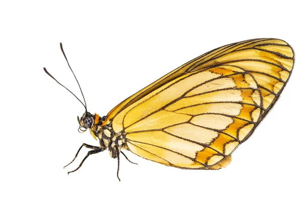 Vista Aislada Mariposa Coster Amarilla Acraea Issoria Con Trayectoria Recorte — Foto de Stock